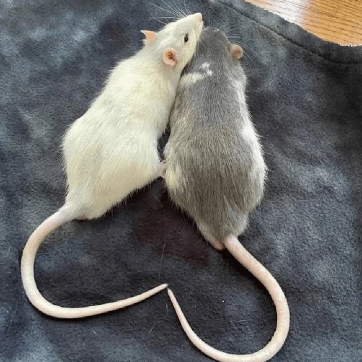 Figurinha: Ratinhos Românticos