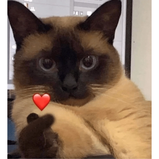Figurinha: Gatinho fofo com coração