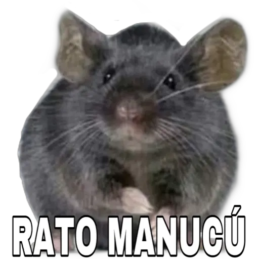 Figurinha: Rato Manucú