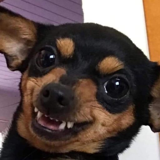 Figurinha: Cachorro sorrindo maliciosamente