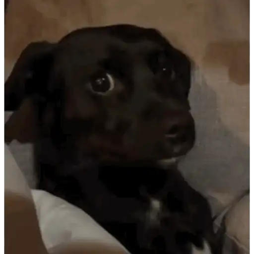 Figurinha: Cachorro assustado
