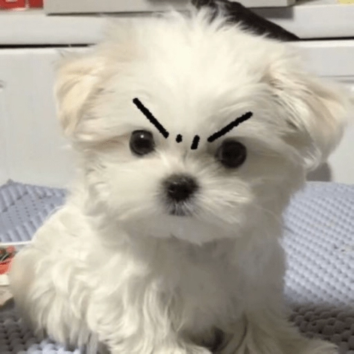 Figurinha: Cachorrinho bravo