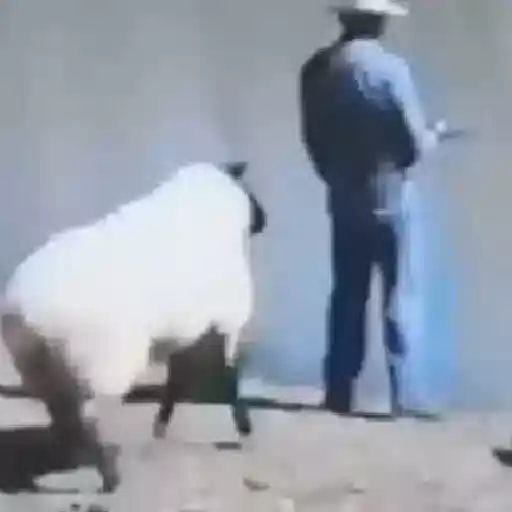 Figurinha: Ovelha pula em cima do homem