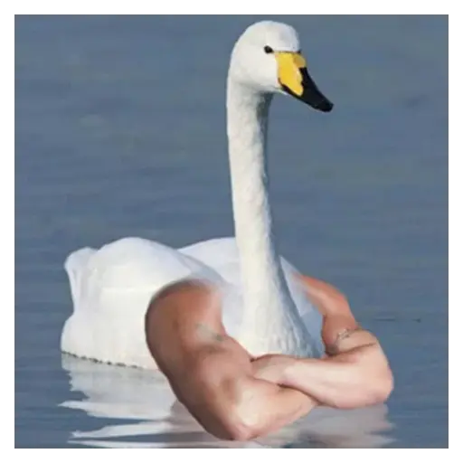 Figurinha: Cisne Forte