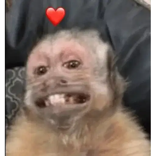 Figurinha: Macaco Apaixonado
