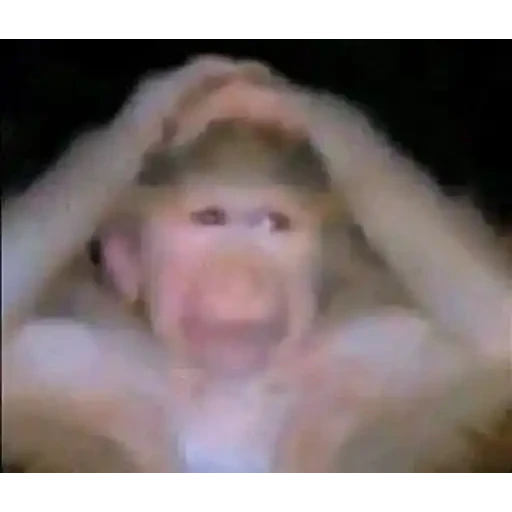 Figurinha: Macaco desesperado