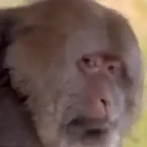 Figurinha: Macaco Chocado