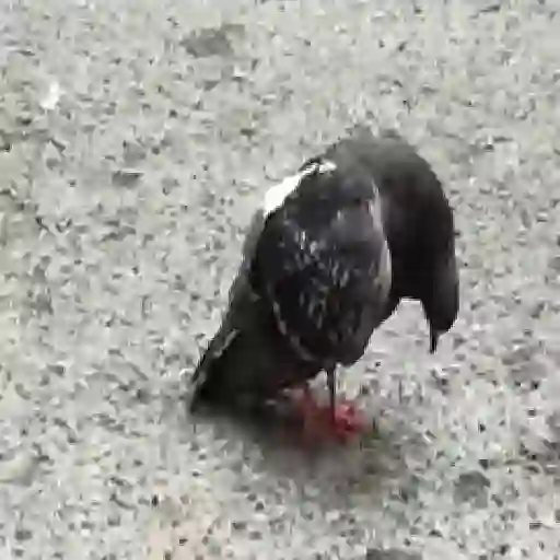 Figurinha: Pombo Curioso