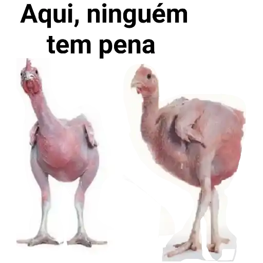 Figurinha: Frango sem pena