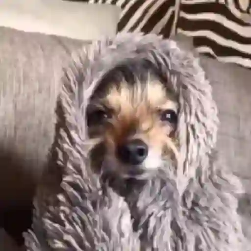Figurinha: Cachorrinho enrolado na manta