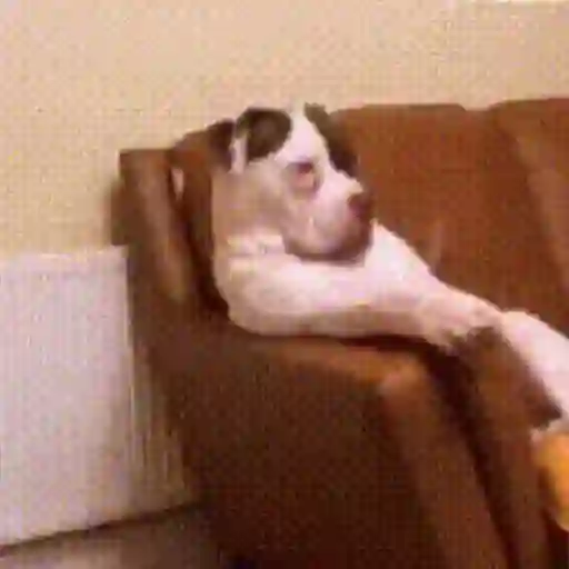 Figurinha: Cachorro Deitado No Sofá
