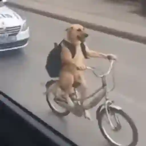 Figurinha: Cachorro no Ciclo