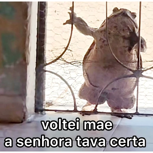 Figurinha: Sapo Voltei Mãe