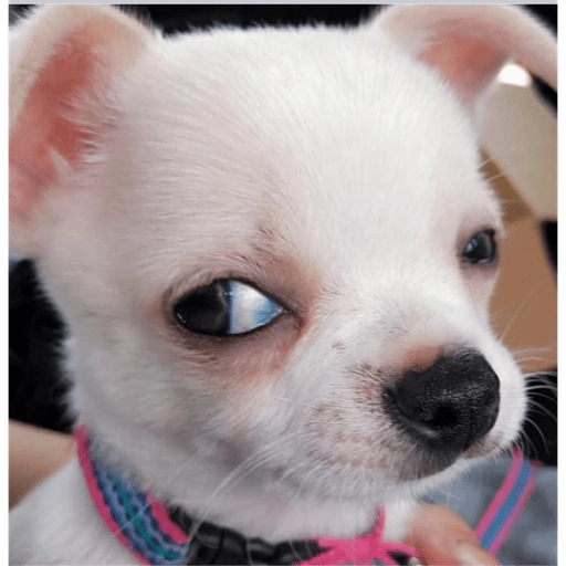 Figurinha: Cachorrinho Chihuahua
