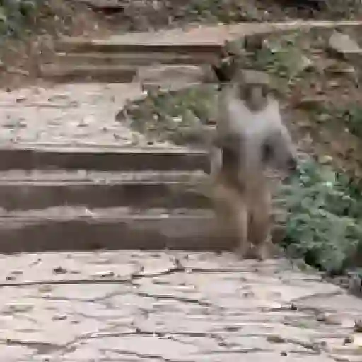 Figurinha: Macaco acenando e correndo