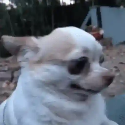 Figurinha: Cachorro com Olhos Esbugalhados