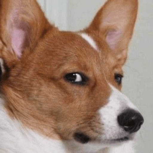 Figurinha: Cachorro com olhar desconfiado