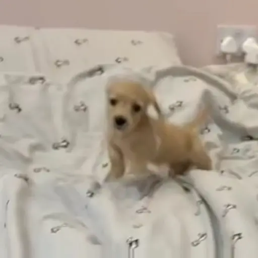 Figurinha: Cachorrinho na cama