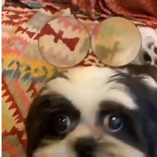 Figurinha: Cachorro com Olhos Gigantes