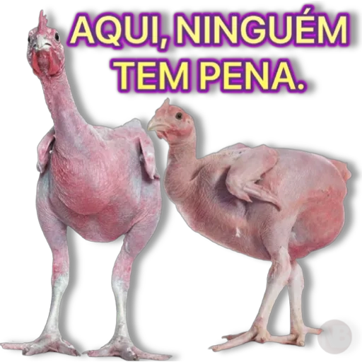 Figurinha: Galinhas Peladas