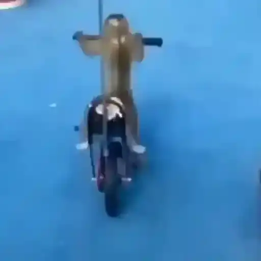 Figurinha: Macaco Andando de Bicicleta