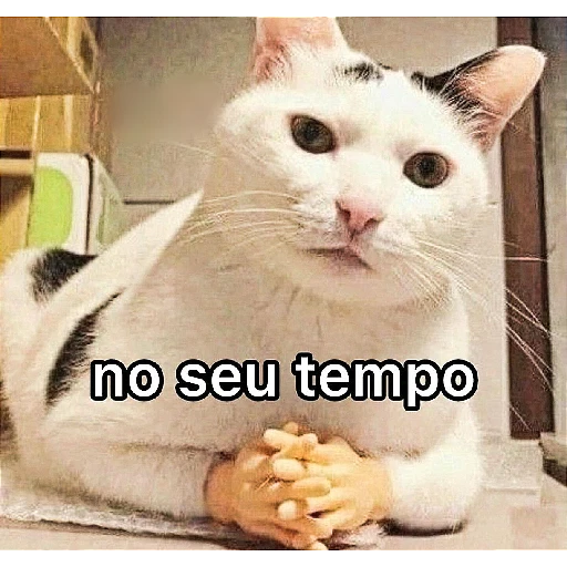 Figurinha: Gato 'no seu tempo'