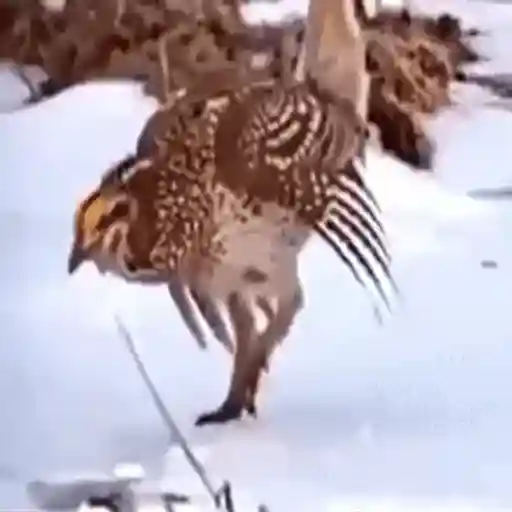 Figurinha: Pássaro Dança na Neve