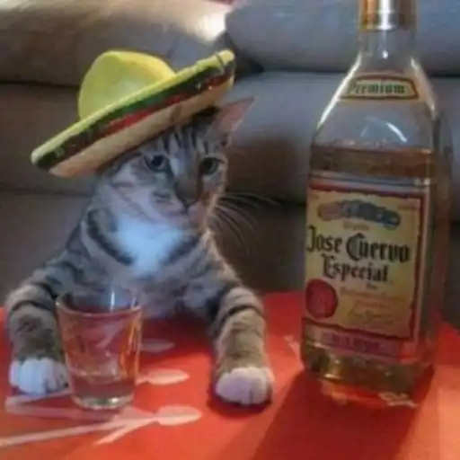 Figurinha: Gato com chapéu e tequila
