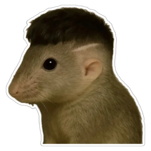 Sticker: Stylish mouse