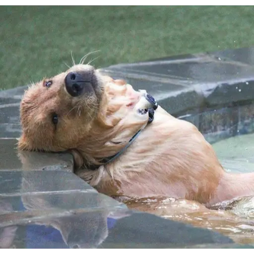 Figurinha: Cachorro Relaxando na Piscina