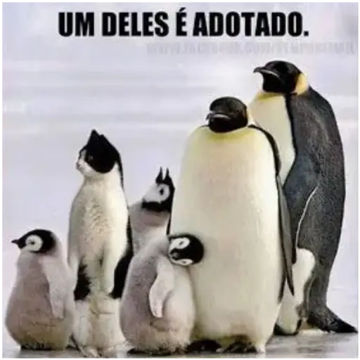 Figurinha: Um deles é adotado