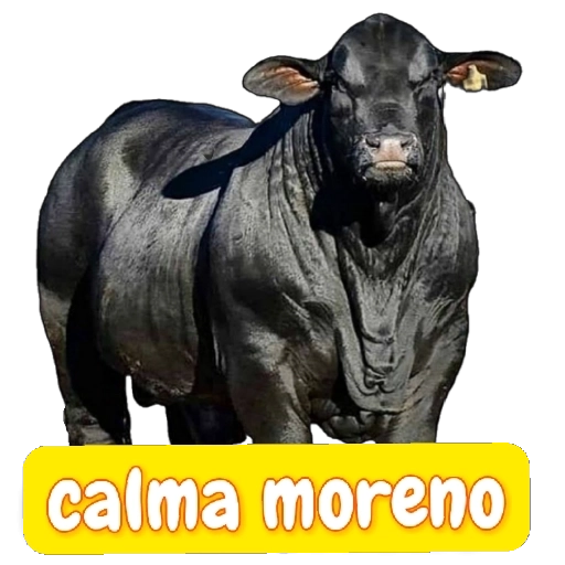 Figurinha: Touro Calma Moreno