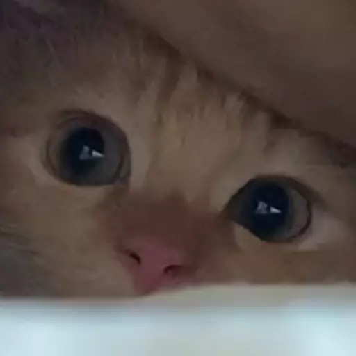 Figurinha: Gatinho Curioso Espreitando