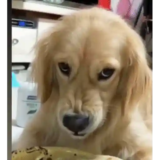 Figurinha: Cachorro com cara de desconfiado