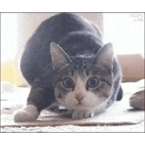 Figurinha: Gato assustado e Shaquille O'Neal