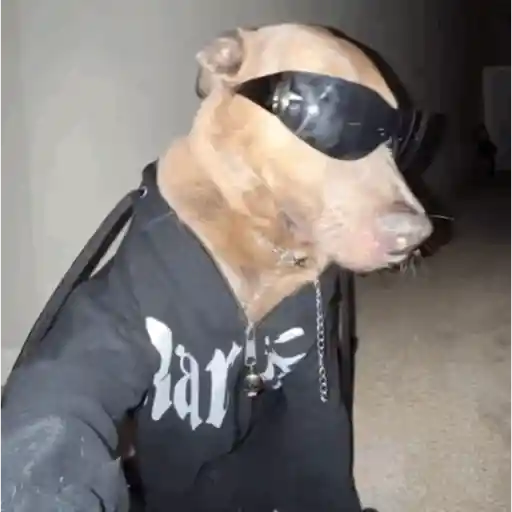 Figurinha: Cachorro estiloso de óculos escuros