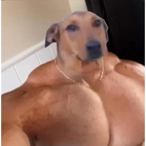 Figurinha: Cachorro Musculoso com Corrente