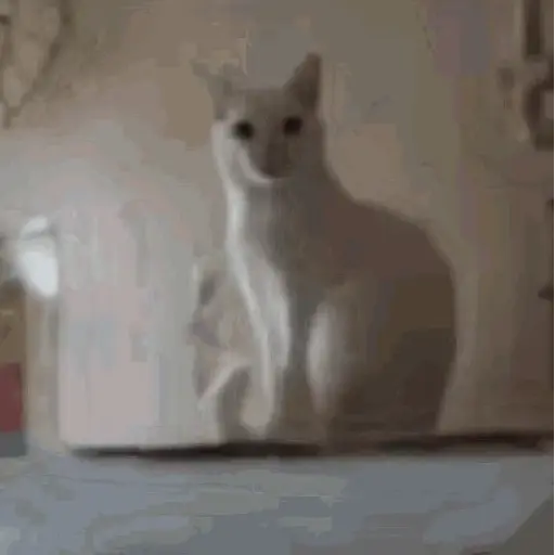 Sticker: Gato blanco posando