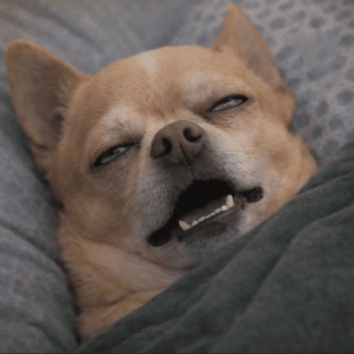 Figurinha: Cachorro Dormindo