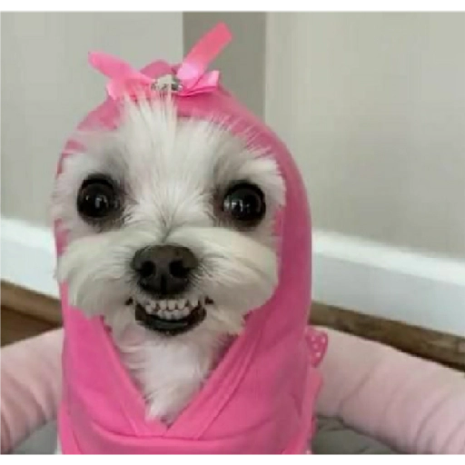Figurinha: Cachorro de chapéu rosa