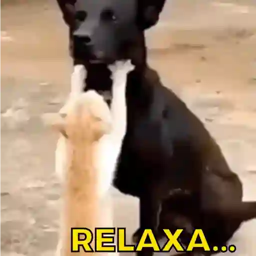 Figurinha: Gato pedindo pra cachorro relaxar