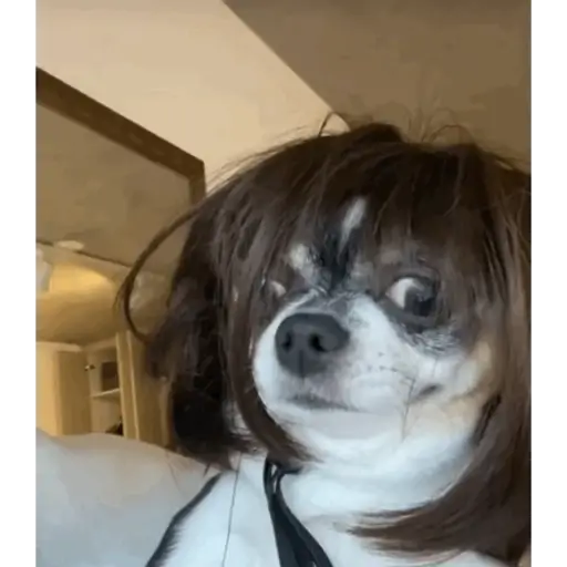 Figurinha: Cachorro de peruca