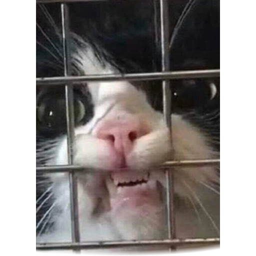 Figurinha: Gatinho preso atrás das grades