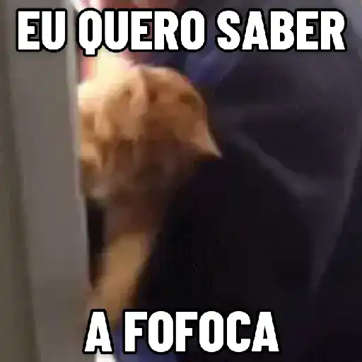 Figurinha: Gato pedindo fofoca