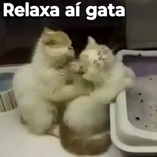 Figurinha: Gatinhos dançando juntos