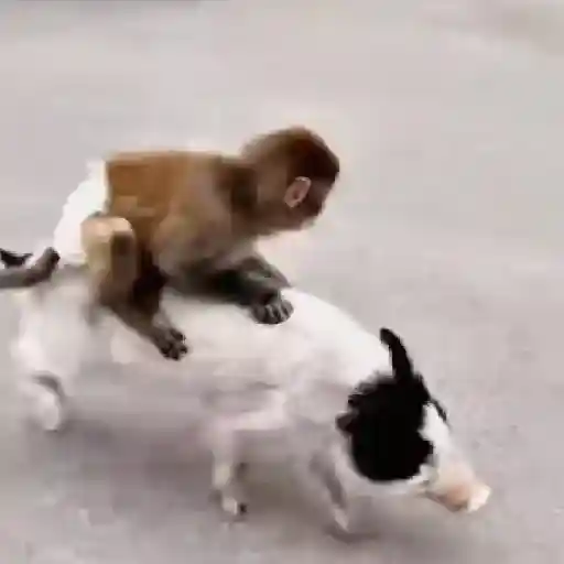 Figurinha: Macaco e Porco em Corrida