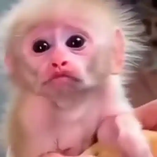 Figurinha: Macaco Fofo Sorrindo