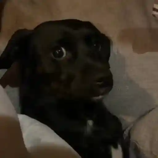 Figurinha: Cachorro assustado olha para os lados