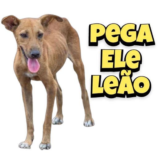 Figurinha: Pega Ele Leão