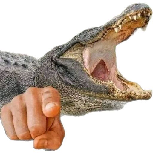 Sticker: Alligator chose you